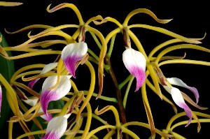 Prosthechea brassavolae Sycamore Creek CCM/AOS 84 pts. - flower